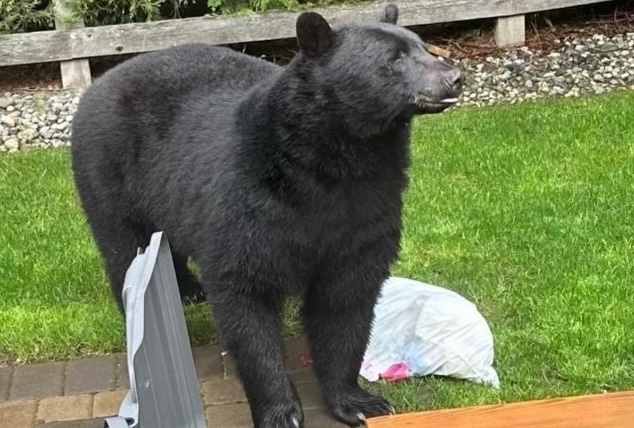 BB_Garbage